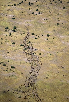 Gnu / Wildebeest - herd
