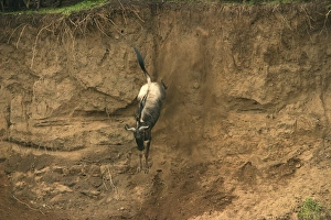 Images Dated 27th August 2003: Wildebeest / Gnu - on migration leaping into the Mara River. Maasai Mara - Kenya - Africa
