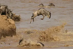 Wildebeest / Gnu - on migration leaping into the Mara River. Maasai Mara - Kenya - Africa