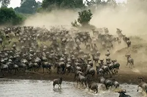 Wildebeest / Gnu - migration - Maasai Mara - Kenya - Africa