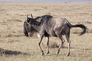 Wildebeest / Gnu - On savannah plains