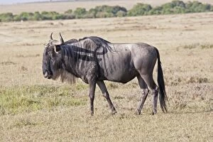 Images Dated 7th January 2009: Wildebeest / Gnu - On savannah plains - Maasai Mara North Reserve Kenya Africa