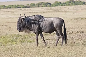 Wildebeest / Gnu - On savannah plains - Maasai Mara North Reserve Kenya Africa
