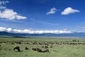 Images Dated 27th June 2005: Wildebeest Great Rift Valley, Ngorongoro Crater, Tanzania, Africa
