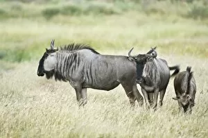 Images Dated 4th March 2008: Wildebeest - group standing in long grass with one grazing - Kalahari - Botswana