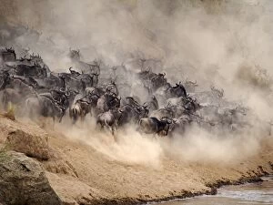 Images Dated 7th August 2012: Wildebeest - herd crossing Mara River