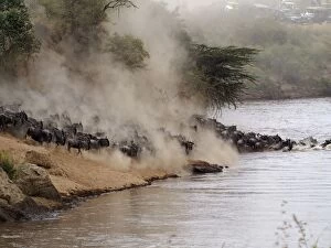 Images Dated 7th August 2012: Wildebeest - herd crossing Mara River