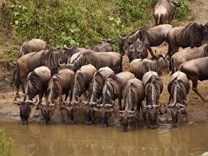 Images Dated 5th August 2012: Wildebeest - herd drinking