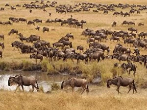 Images Dated 4th August 2012: Wildebeest - herd migration