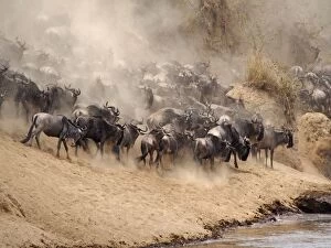 Images Dated 7th August 2012: Wildebeest - herd waiting to cross the Mara River