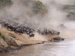 Images Dated 7th August 2012: Wildebeest - herd waiting to cross the Mara River