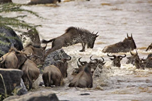 Dive Gallery: Wildebeest jumping into Mara River during