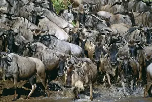 Wildebeest Maasai Mara, Kenya, Africa