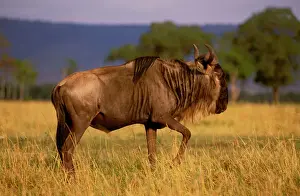 East Africa Prints: Wildebeest - Maasai Mara National Reserve - Kenya JFL02561