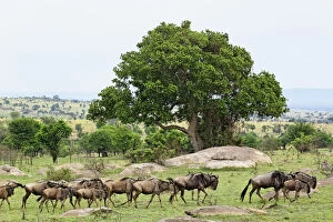 Wildebeest migrating, Serengeti National