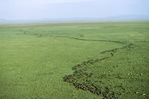 Great Rift Valley Prints: Wildebeest Migrating, Serengeti National Park, Tanzania, Africa