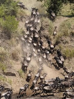 Images Dated 3rd August 2012: Wildebeest - migration