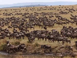 Images Dated 4th August 2012: Wildebeest - migration