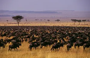 Wildebeest - migration - Maasai Mara National Reserve - Kenya JFL01779