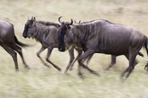 Images Dated 28th May 2009: Wildebeest - Mother running with calf Serengeti National Park, Tanzania