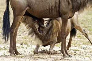 Images Dated 14th August 2011: Wildebeest - mother with young suckling