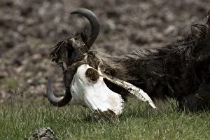 Images Dated 21st September 2014: Wildebeest remains of dead Wildebeest died