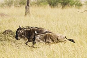 Images Dated 14th August 2011: Wildebeest - on the run during migration