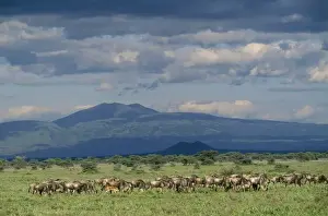 Shadows Prints: Wildebeest Serengeti National Park, Tanzania, Africa