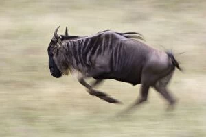 Images Dated 28th May 2009: Wildebeest. Serengeti National Park, Tanzania