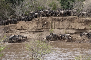 Wildebeest crossing river