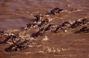 Wildebeest - swimming across river during migration, Masai Mara National Reserve, Kenya JFL03350