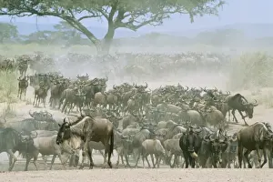 Wildebeeste - migration, Serengeti, Tanzania, Africa