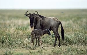 Images Dated 30th April 2010: Wildebeeste - mother given birth to baby