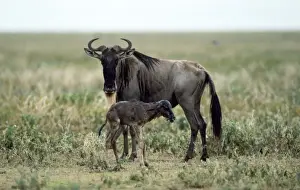 Wildebeeste - mother given birth to baby