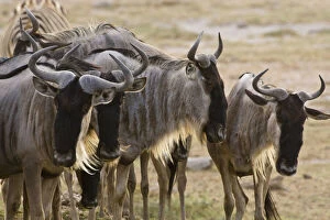 Amboseli Gallery: Wildebeests at Amboseli NP, Kenya