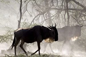 Images Dated 6th February 2006: Wildebeests - On migration