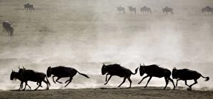 Images Dated 3rd February 2006: Wildebeests - On migration - Ndutu Ngorongoro Conservation Area - Africa 9874