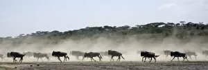 Wildebeests - On migration - Between Serengeti and Ndutu