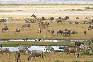 Wildebeests, Zebras and Giraffes gather