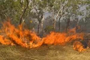 Bush Fire Gallery: Wildfire in the bush - the flames of a raging bushfire burn up dried grass and gum trees