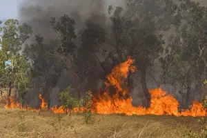 Wildfire in the bush - the flames of a raging bushfire burn up dried grass and gum trees. Black smoke darkens the sky and casts a depressing atmosphere over the land - Northern Territory, Australia