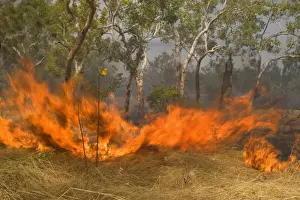 Wildfire in the bush - the flames of a raging bushfire burn up dried grass and gum trees. Black smoke darkens the sky and casts a depressing atmosphere over the land - Northern Territory, Australia