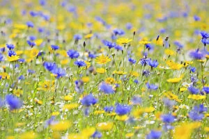 Wild Flowers Gallery: Wildflower Meadow - cultivated with Cornflower, Corn Marigold and Camomile