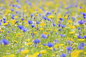 Colours Prints: Wildflower Meadow - cultivated with Cornflower Corn Marigold and Camomile - Norfolk UK