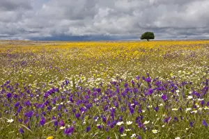 Wildflower Meadow - Malpartida de Caceres - Extremadura, Spain
