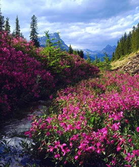 Wildflowers in Banff National Park. Alberta