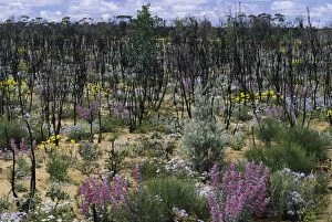 Burnt Gallery: Wildflowers - in Burnt Scrubland after Winter Rains