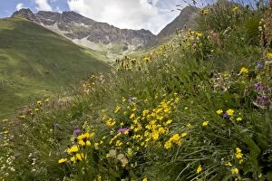 Biodiversity Gallery: Wildflowers - flowery high pastures - with rock-rose