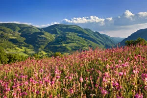 Images Dated 21st January 2013: Wildflowers on a hillside in the Valnerina