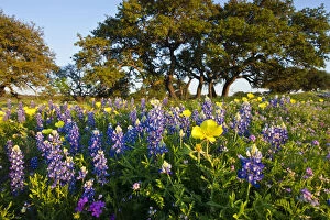 Larry Gallery: Wildflowers and live oak in Texas hill country